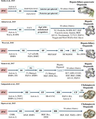 Next-Generation Liver Medicine Using Organoid Models